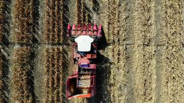 空中の平面図です。初秋にトウモロコシ畑を収穫収穫機を組み合わせます。大きな赤いトラクターの葉・茎から新鮮なトウモロコシの穂軸をフィルタ リングします。空中農業 — ストック動画