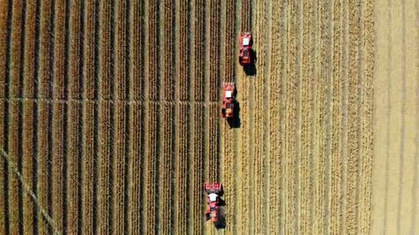 Vista aérea superior. tres grandes máquinas cosechadoras rojas cosechan maíz a principios de otoño. tractores que filtran mazorcas de maíz frescas de las hojas y tallos. Agricultura aérea — Vídeos de Stock