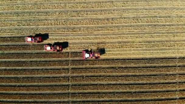 Aerial top view. three big red combine harvester machines harvesting corn field in early autumn. tractors filtering Fresh corncobs from the leaves and stalks. Aerial Agriculture — Stock Video