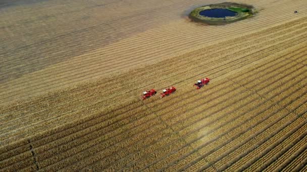 Luftaufnahme von oben. Drei große rote Mähdrescher ernten im Frühherbst Maisfelder. Traktoren filtern frische Maiskolben aus Blättern und Stängeln. Landwirtschaft aus der Luft — Stockvideo