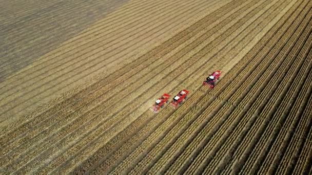 Vista aerea dall'alto. tre grandi macchine mietitrebbie rosse che raccolgono campi di mais all'inizio dell'autunno. trattori filtranti Pannocchie fresche dalle foglie e steli. Agricoltura aerea — Video Stock