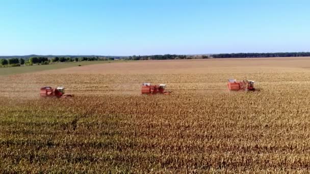 Luftaufnahme von oben. Drei große rote Mähdrescher ernten im Frühherbst Maisfelder. Traktoren filtern frische Maiskolben aus Blättern und Stängeln. Landwirtschaft aus der Luft — Stockvideo