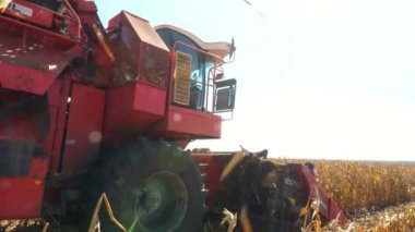 büyük kırmızı Mısır hasat, SAP ve yaprakları taze olgun corncobs filtreleme hasat makinesi birleştirmek. kuru yapraklar rüzgarda alanın karşısındaki uçar. Tarım.