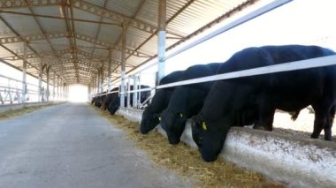 Tarım Hayvancılık çiftlik veya ahır. bir büyük cowshed, ahır. İnek, büyük siyah safkan, damızlık boğa satırı yemek saman