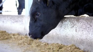 yakın çekim. genç boğa saman çiğniyor. etrafında sinekler sinek. İnek, büyük siyah safkan, damızlık boğa satırı saman ye. Tarım Hayvancılık çiftlik veya ahır. bir büyük cowshed, ahır.