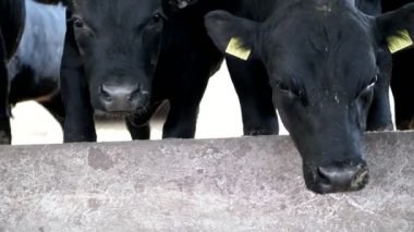 yakın çekim. Genç siyah boğa. etrafında sinekler sinek. İnek, büyük siyah safkan, damızlık boğa satırı saman ye. Tarım Hayvancılık çiftlik veya ahır. bir büyük cowshed, ahır.