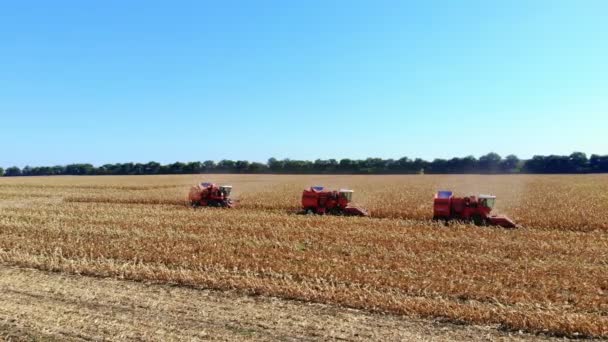 Översta Flygfoto. tre stora röda kombinera skördare maskiner avverkning majsfält i början av hösten. traktorer som filtrering färska corncobs från blad och stjälkar. Aerial jordbruk — Stockvideo