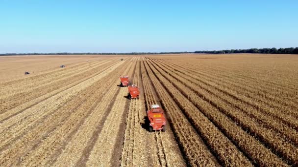 Pandangan atas udara. tiga mesin pemanen merah besar menggabungkan mesin pemanen jagung di awal musim gugur. Traktor penyaring jagung segar dari daun dan tangkai. Pertanian Udara — Stok Video