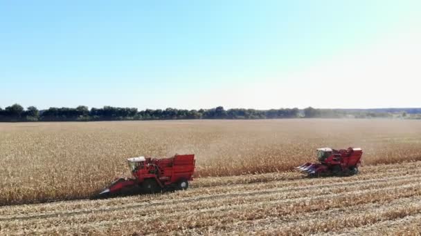 Vista aerea dall'alto. grande rosso combinare macchine mietitrebbia raccolta campo di mais all'inizio dell'autunno. trattori filtranti Pannocchie fresche dalle foglie e steli. Agricoltura aerea — Video Stock