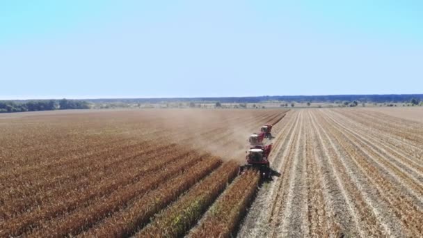 Letecký pohled shora. tři velké červené spojit kombajn stroje sklizeň kukuřičného pole počátkem podzimu. traktory, filtrování čerstvé lopuchem z listů a stonků. Letecká zemědělství — Stock video