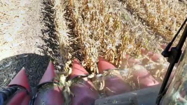 Da vicino, Vista dalla cabina di grande macchina mietitrebbia rossa, filtrando pannocchie mature fresche dalle foglie e dagli steli. processo di raccolta del campo di mais all'inizio dell'autunno. Agricoltura — Video Stock