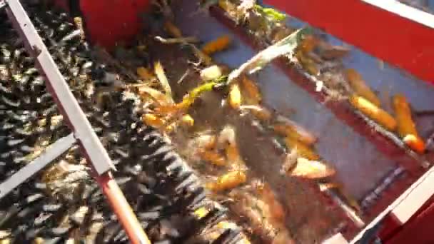 Zbliżenie, zobacz filtrowanie proces świeżych dojrzałych corncobs z liści i łodygi na duży czerwony połączyć kombajn maszyny. wczesną jesienią. zbioru kukurydzy. Rolnictwo — Wideo stockowe