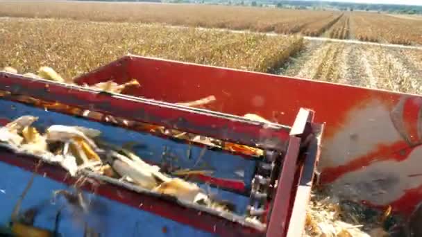 Close up, back Vista desde la cabina de la gran cosechadora roja, filtrando mazorcas de maíz frescas maduras de las hojas y tallos. proceso de cosecha del campo de maíz a principios de otoño. Agricultura — Vídeo de stock