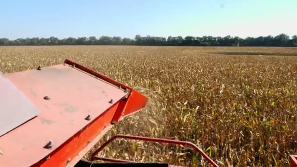 Zbliżenie, zobacz filtrowanie proces świeżych dojrzałych corncobs z liści i łodygi na duży czerwony połączyć kombajn maszyny. wczesną jesienią. zbioru kukurydzy. Rolnictwo — Wideo stockowe