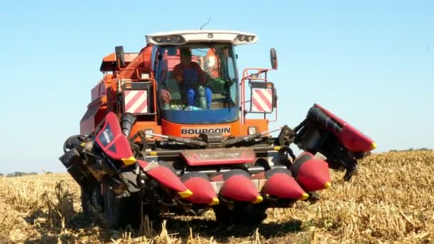 Munkavállaló ül a vezetőfülkében, nagy piros össze harvester gép, és szabályozza a betakarítási kukorica. ősszel. kukorica aratás. Mezőgazdaság — Stock videók