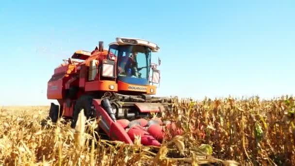 Cerrar, Vista del proceso de cosecha del campo de maíz a principios de otoño. gran máquina cosechadora roja cosechadora cosechadora de maíz, filtrando mazorcas de maíz frescas maduras de las hojas y tallos. Agricultura — Vídeo de stock