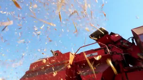 Yakın çekim, Rüzgar sinekli yeşillik alanın karşısındaki Makinası. Görünüm taze olgun corncobs sürecinin filtreleme bırakır ve sap üzerinde büyük kırmızı hasat makinesi birleştirir. sonbahar. Mısır hasat — Stok video