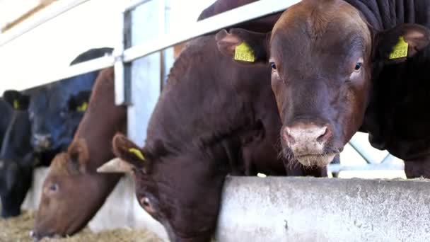 Agricultura pecuária fazenda ou fazenda. um grande estábulo, celeiro. Fila de vacas, grande de raça pura preta e marrom, touros reprodutores comem feno — Vídeo de Stock