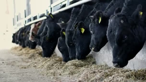 Landbouw veeteelt boerderij of ranch. een grote stal, schuur. Rij grote zwarte diertjes, fok stieren en koeien eten hooi — Stockvideo