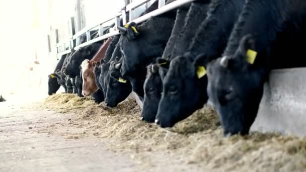 Сельское хозяйство животноводство или ранчо. большой коровник, сарай. Ряд коров, большой черный чистокровный, размножающиеся быки едят сено — стоковое видео