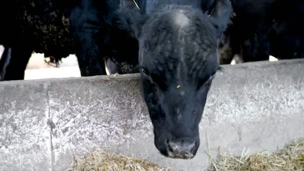 Close-up. jonge stier kauwt hooi. vliegen vliegen rond. Rij grote zwarte diertjes, fok stieren en koeien eten hooi. landbouw veeteelt boerderij of ranch. een grote stal, schuur. — Stockvideo