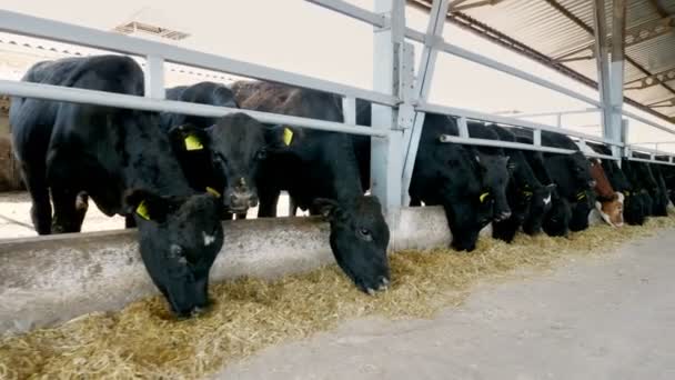 Landbouw veeteelt boerderij of ranch. een grote stal, schuur. Rij grote zwarte diertjes, fok stieren en koeien eten hooi — Stockvideo