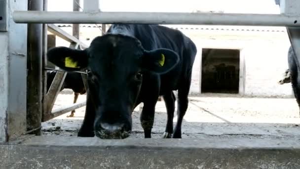 Primer plano. Toro joven mastica heno. Las moscas vuelan. Rema de vacas, de raza negra, toros reproductores comen heno. agricultura ganadería granja o rancho. un gran establo, granero . — Vídeos de Stock