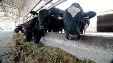 Tarım Hayvancılık çiftlik veya ahır. bir büyük cowshed, ahır. Satır inek, büyük siyah safkan damızlık boğa saman yemek.