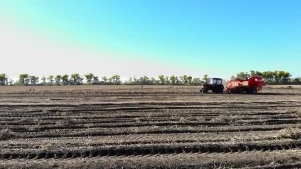 Aero wideo. Rolnicze maszyny zniwne świeżych organicznych ziemniaków w dziedzinie rolnictwa. w połączeniu z ciągnika, czerwony kolor kombajn, wykopuje i delikatnie umieszcza ziemniaki w specjalnym pojemniku — Wideo stockowe