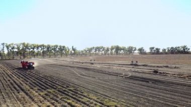 Aero video. Çiftlik makineleri Hasat taze organik patates tarım alanı. bir traktör ile birleştiğinde, kırmızı renkli patates hasat, kazılar ve patates özel kap içinde yavaşça yerleştirir