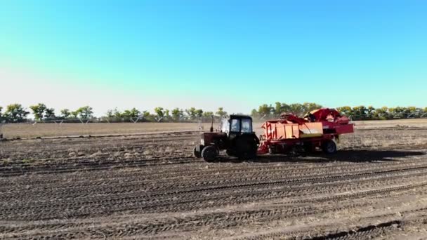 Аэровидео. Сельскохозяйственная техника Сбор свежего органического картофеля в сельскохозяйственном поле. в сочетании с трактором, картофельным комбайном красного цвета, выкапывает и аккуратно помещает картофель в специальный контейнер — стоковое видео