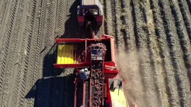 Vue sur l'aérodrome. Machines agricoles Récolte de pommes de terre biologiques fraîches dans un champ agricole. couplé avec un tracteur, cueilleuse de pommes de terre de couleur rouge, creuse et place doucement les pommes de terre dans un récipient spécial — Video