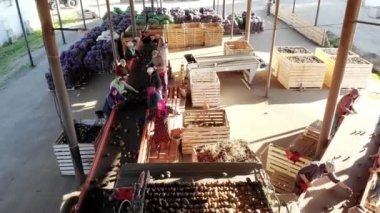 üstten görünüm. Özel patates Çiftliği'nde sıralama işlemi mekanize. patates bandında boş ve işçi el ile patates eleme. patates ambalajları için ahşap kutuları koymak.