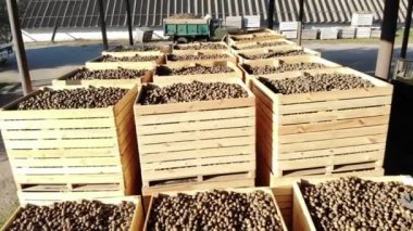hasat patates, büyük ahşap kutularda duran kutuları, dolu dön. patates Satılık pazara gitmek için bekliyor. yıllık patates süre çiftlikte hasat. Tarımsal üretim sektörü.