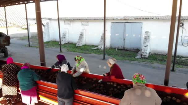 Burgonya, válogatás, csomagolás telepen. burgonya rakodnak le a teherautók, és a munkavállalók rendezendő burgonyát kézzel egy futószalagon. burgonya özönlöttek ki, betesz nagy fából készült dobozok, csomagoláshoz. — Stock videók