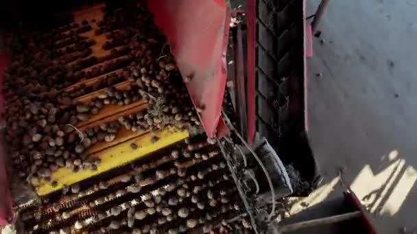 Bovenaanzicht. speciale gemechaniseerde proces van aardappel sorteren op boerderij. aardappelen zijn gelost op transportband en werknemers zijn aardappelen handmatig sorteren. aardappelen worden gebracht in houten kisten voor verpakking. — Stockvideo