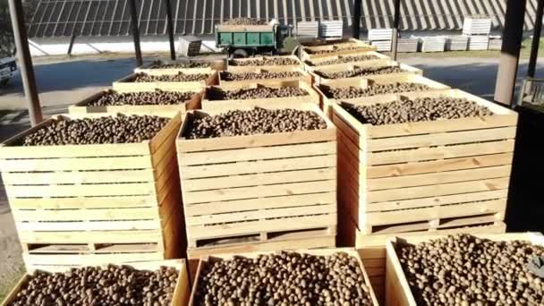 収穫するジャガイモは大規模な木製コンテナー、ボックス、トップに立っています。ジャガイモは、販売のための市場に行くを待っています。年間のジャガイモ農場で収穫期。農業生産部門. — ストック動画