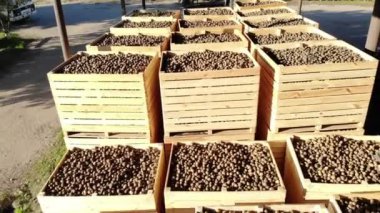 hasat patates, büyük ahşap kutularda duran kutuları, dolu dön. patates Satılık pazara gitmek için bekliyor. yıllık patates süre çiftlikte hasat. Tarımsal üretim sektörü.