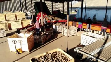 Sıralama, çiftlikte ambalaj patates. patates kamyon kaldırılır ve işçi patates el ile bir bandında eleme. patates, büyük ahşap kutular ambalaj için koymak dökülür.