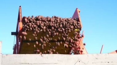 patates hasat taşıma için bir kamyon patates kaldırır. Çiftlik makineleri Hasat taze organik patates tarım alanı. erken sonbahar. Tarımsal üretim sektörü.
