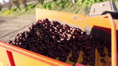 patates hasat taşıma için bir kamyon patates kaldırır. Çiftlik makineleri Hasat taze organik patates tarım alanı. erken sonbahar. Tarımsal üretim sektörü.