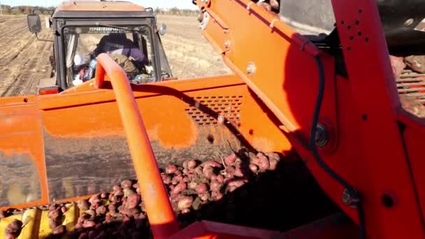 Närbild. Röd färgade potatisupptagare, gräver upp och placerar potatis på transportband till särskild behållare. Gårdens maskiner avverkning färsk ekologisk potatis i en jordbruksområdet. tidig höst — Stockvideo