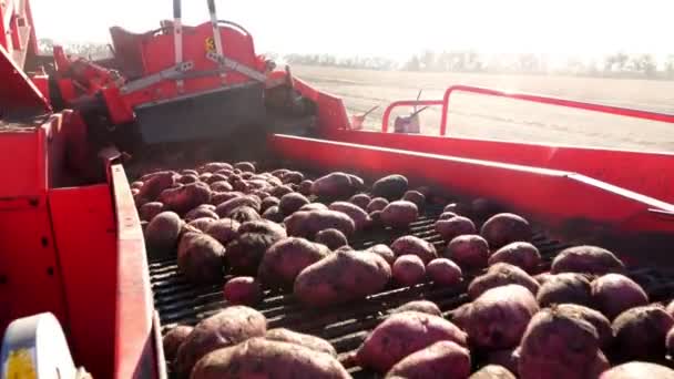 detail. Červené barevné Bramborový kombajn, vyhozených a umístí brambory na dopravní pás na speciálním kontejnerem. Zemědělských strojů sklizeň čerstvé bio brambory v zemědělské oblasti. počátkem podzimu
