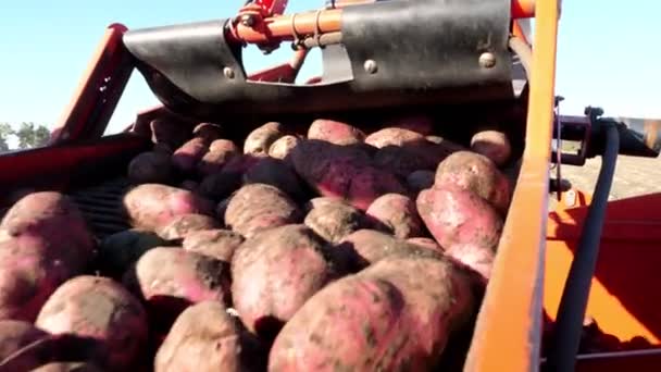 Close-up. Rood gekleurde aardappelrooier, graaft omhoog en plaatsen van aardappelen op transportband naar speciale container. Boerderij machines opruiming verse biologische aardappelen in een landbouwgebied. begin van de herfst — Stockvideo