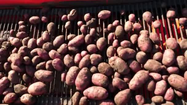 Крупным планом. Картофельный комбайн красного цвета, выкапывает и помещает картофель на конвейерную ленту в специальный контейнер. Сельскохозяйственная техника Сбор свежего органического картофеля в сельскохозяйственном поле. начало осени — стоковое видео