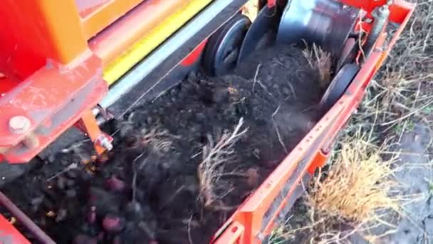 クローズ アップ。赤い色のジャガイモ収穫、掘って、ポテト特別なコンテナーにコンベア ベルトに。農業分野における機械収穫新鮮な有機ジャガイモをファームします。初秋の頃 — ストック動画