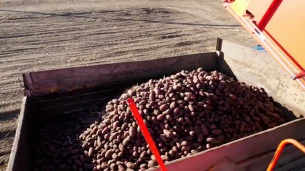 Colheitadeira de batata descarrega batatas em um caminhão para transporte. Máquinas agrícolas Colheita de batatas orgânicas frescas em um campo agrícola. No início do outono. sector da produção agrícola . — Vídeo de Stock