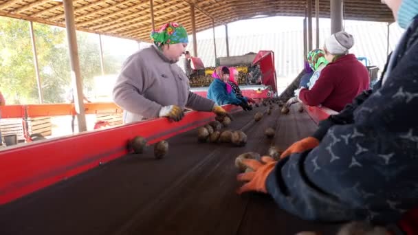 Kartoffelernte Betrieb Werden Kartoffeln Von Lkws Entladen Und Arbeiter Sieben — Stockvideo