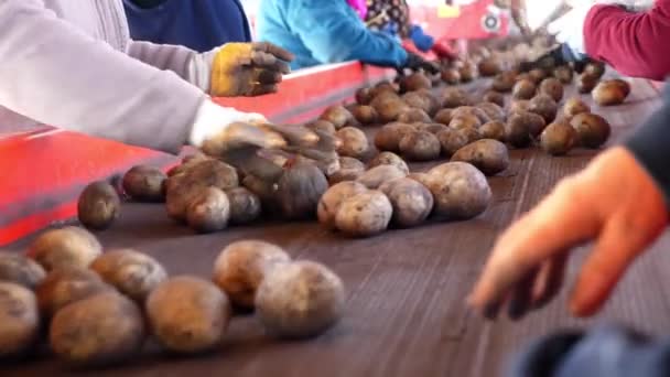 Nahaufnahme. Arbeiter in Handschuhen sortieren die Kartoffeln manuell auf dem Förderband. Kartoffeln werden in große Holzkisten verpackt. Kartoffelsortierung auf dem Bauernhof, landwirtschaftlicher Produktionssektor. — Stockvideo