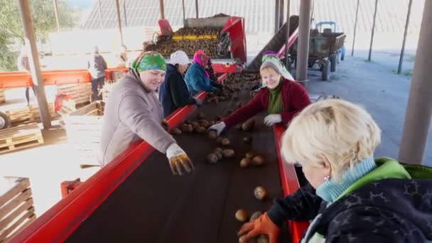 Kartoffelsortierung auf dem Bauernhof. Kartoffeln werden von LKWs entladen, und Arbeiter sortieren Kartoffeln manuell auf einem Förderband. Kartoffeln werden ausgegossen, in große Holzkisten verpackt. — Stockvideo